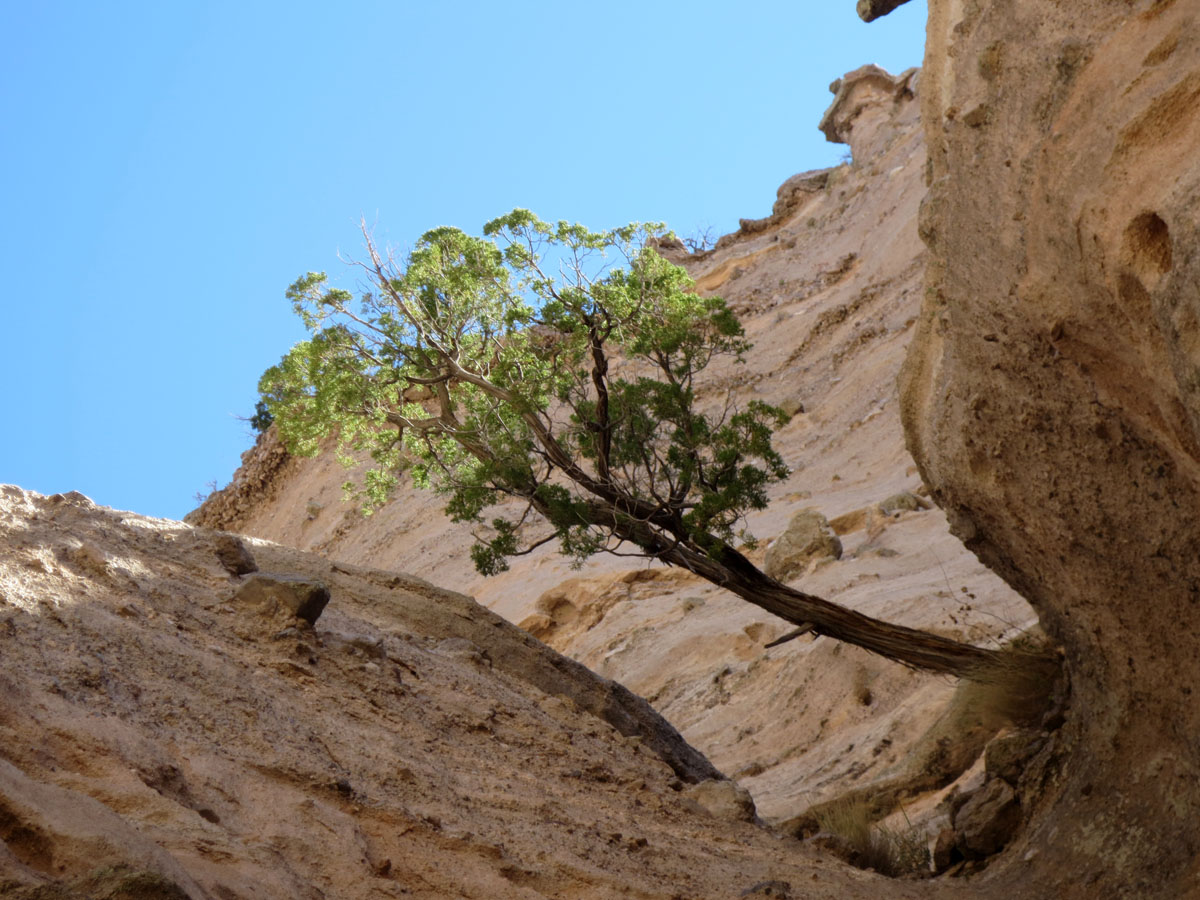 Tree growing sideways in rock by Susan Fluegel